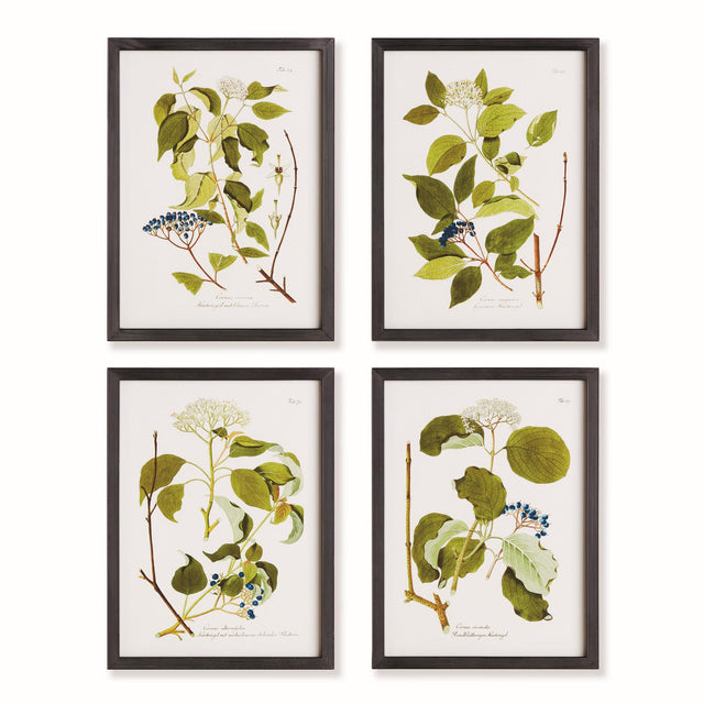 Napa  FLORAL AND BERRY STUDY, SET OF 4