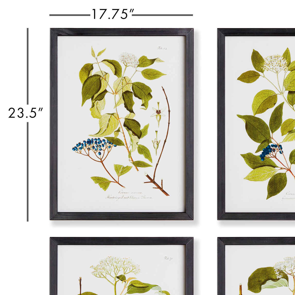 Napa  FLORAL AND BERRY STUDY, SET OF 4