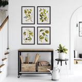 Napa  FLORAL AND BERRY STUDY, SET OF 4