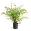 Napa Green SOFT FERN DROP-IN 36"