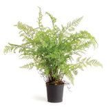 Napa Green SOFT FERN DROP-IN 36"