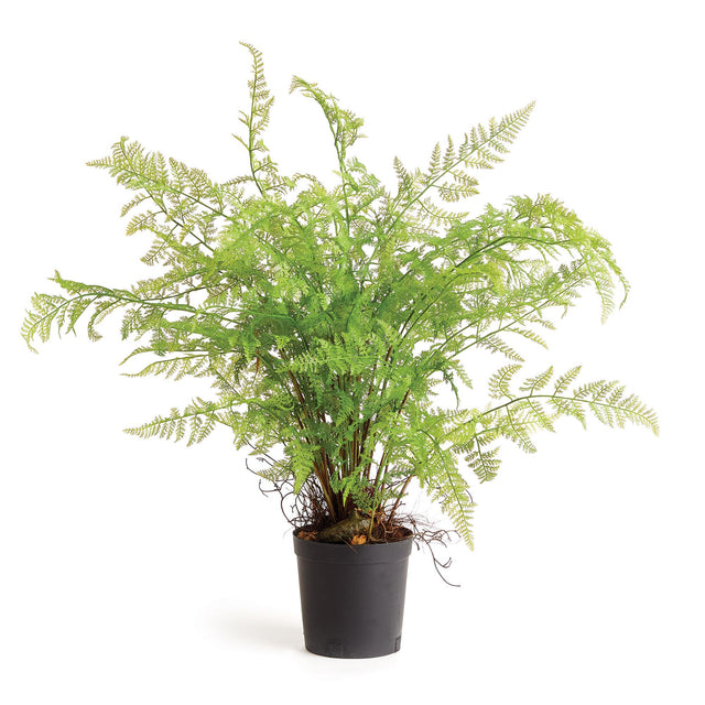 Napa Green SOFT FERN DROP-IN 36"