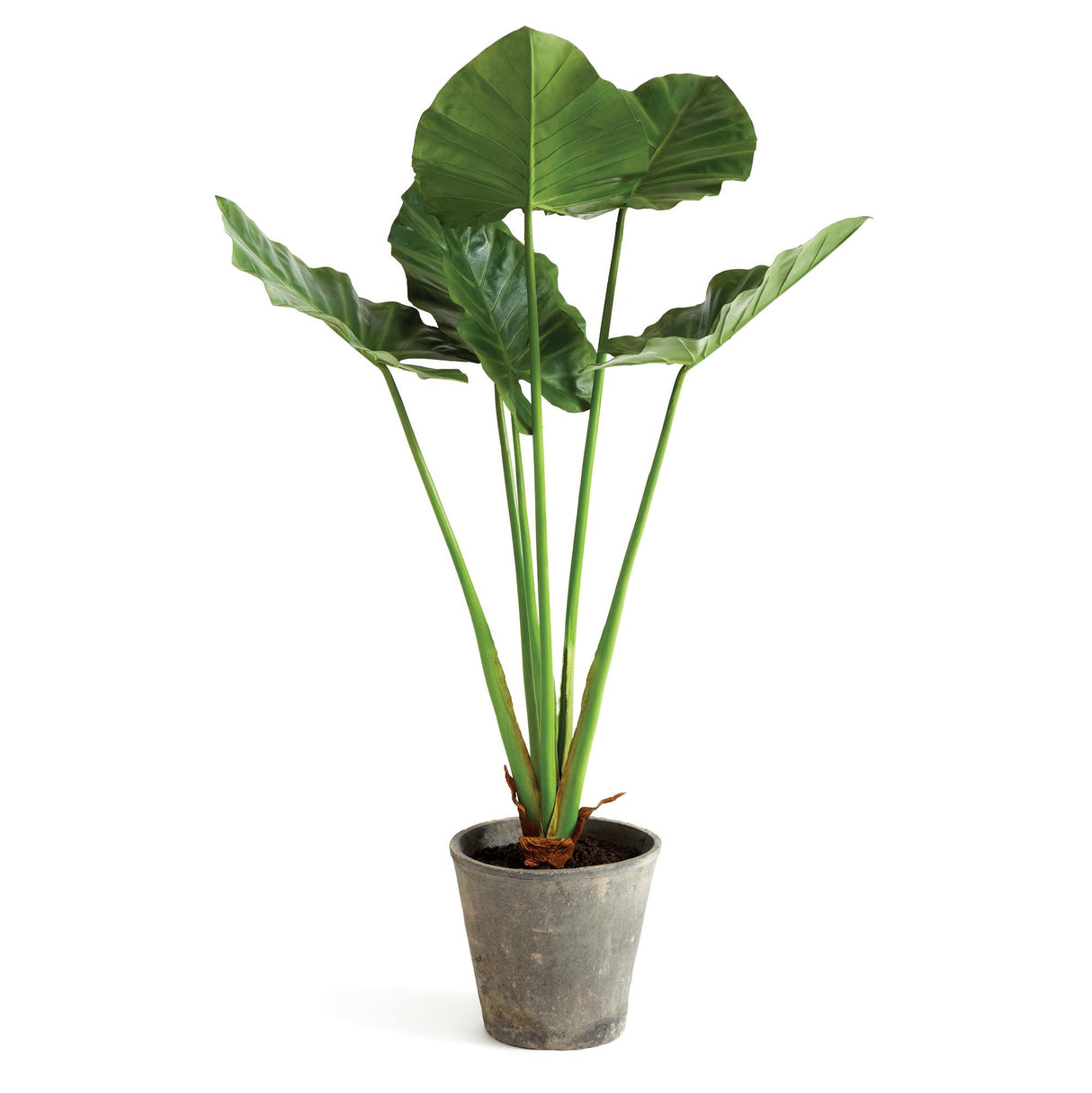 Napa Green ALOCASIA POTTED 42"