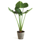 Napa Green ALOCASIA POTTED 42"