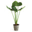Napa Green ALOCASIA POTTED 42"