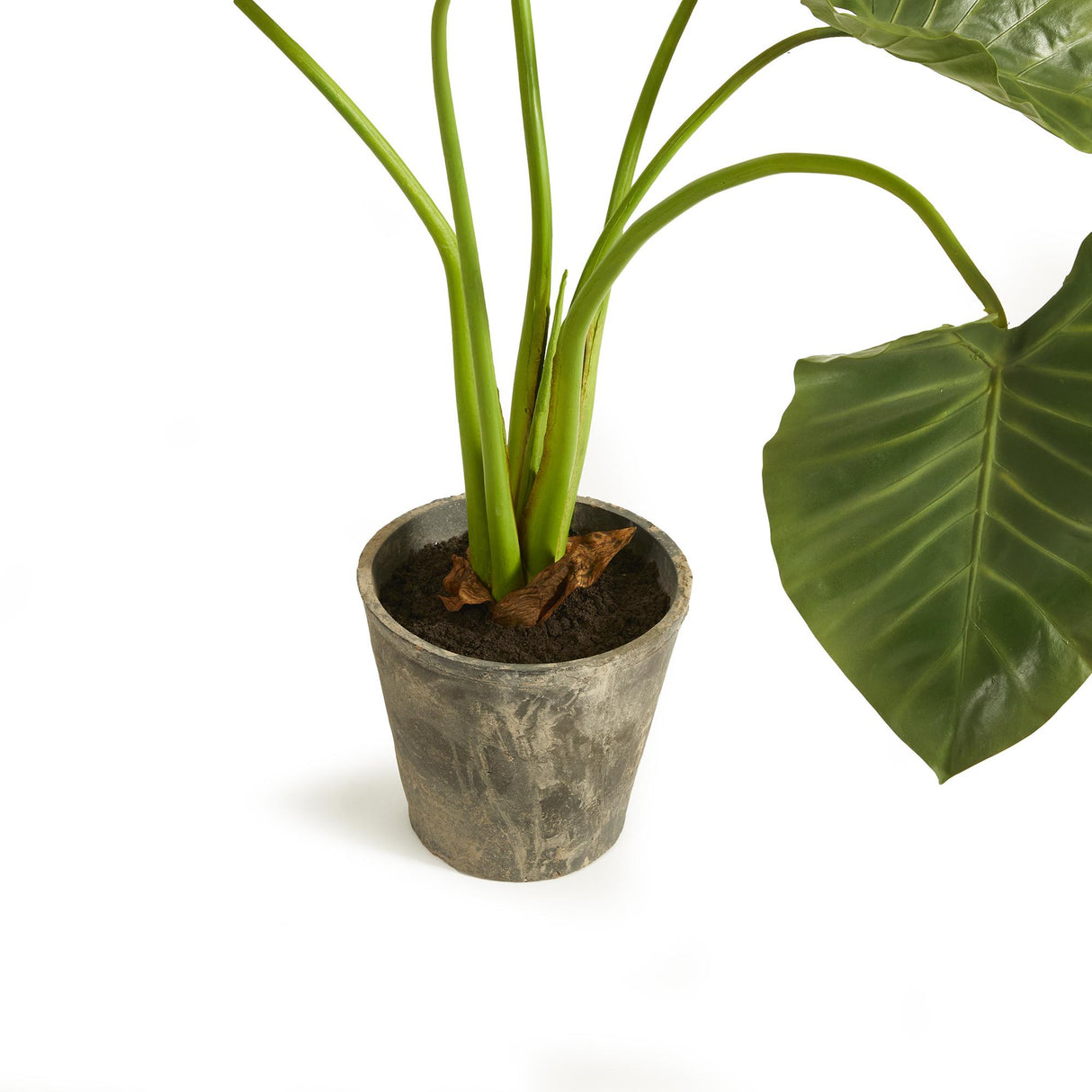 Napa Green ALOCASIA POTTED 42"
