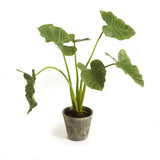 Napa Green ALOCASIA POTTED 42"
