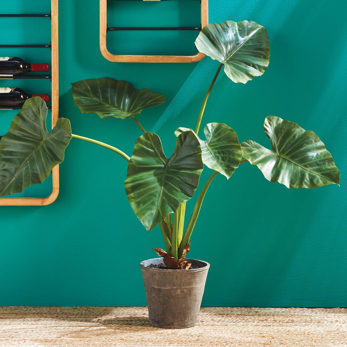 Napa Green ALOCASIA POTTED 42"