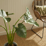 Napa Green ALOCASIA POTTED 42"