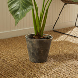 Napa Green ALOCASIA POTTED 42"
