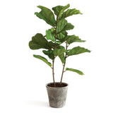 Napa Green FIDDLE LEAF FIG POTTED 43"