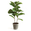 Napa Green FIDDLE LEAF FIG POTTED 43"
