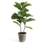 Napa Green FIDDLE LEAF FIG POTTED 43"