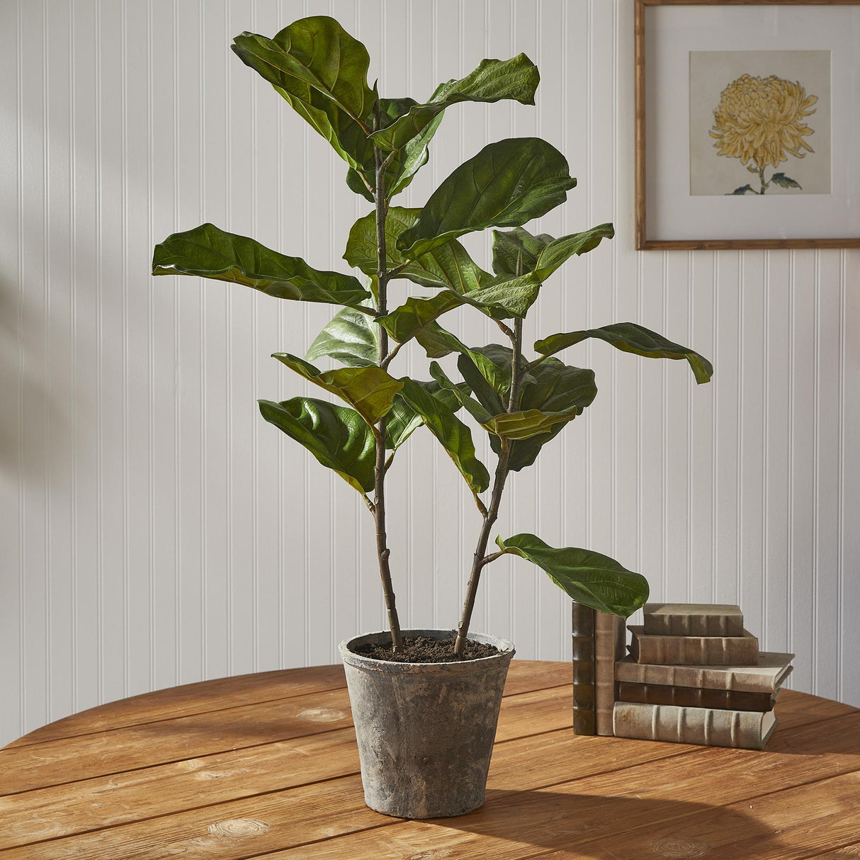 Napa Green FIDDLE LEAF FIG POTTED 43"