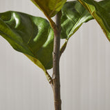 Napa Green FIDDLE LEAF FIG POTTED 43"