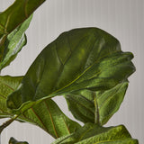 Napa Green FIDDLE LEAF FIG POTTED 43"
