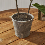 Napa Green FIDDLE LEAF FIG POTTED 43"