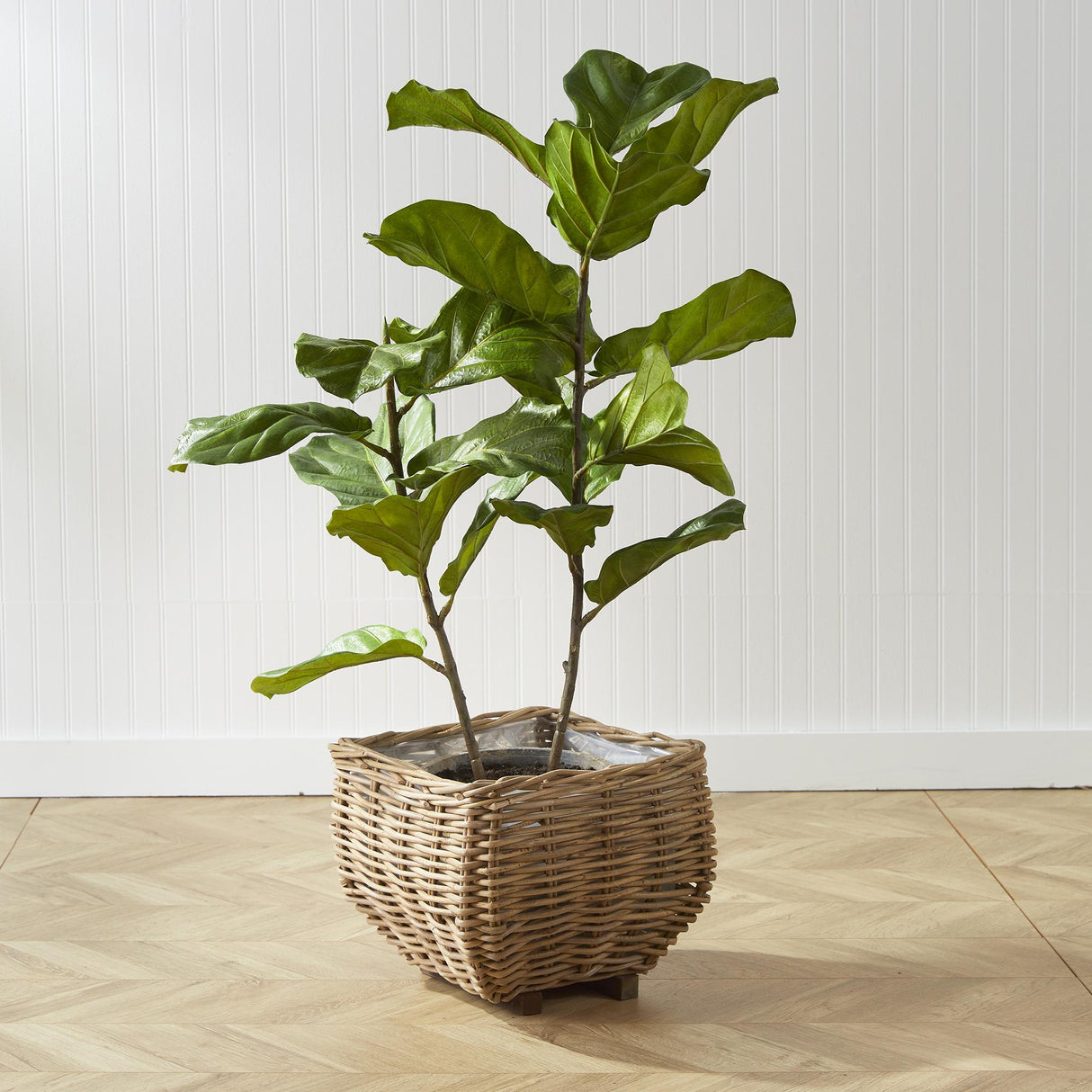 fiddle leaf fig potted Fiddle Leaf Fig Potted 43"