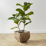 Napa Green FIDDLE LEAF FIG POTTED 43"