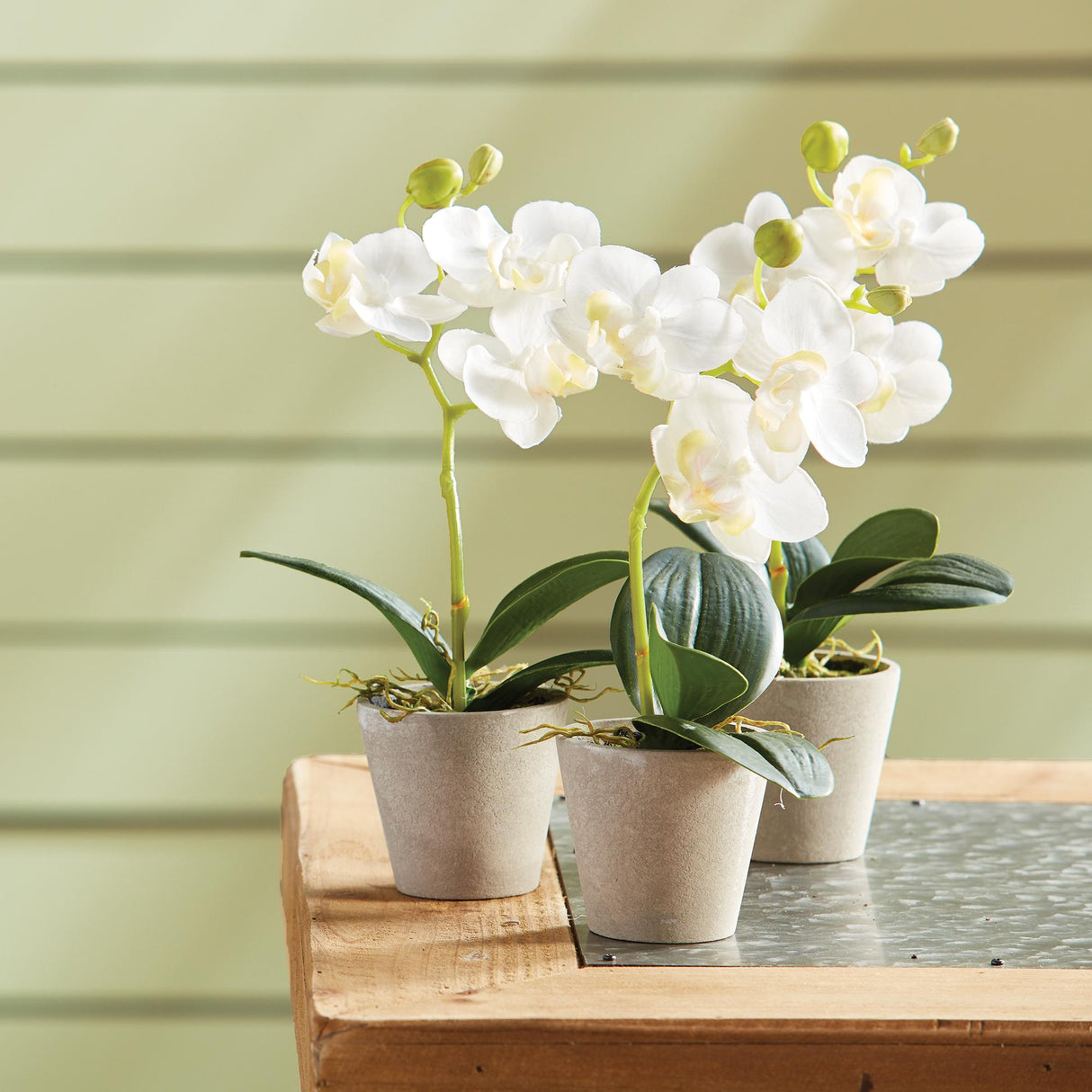Napa White MINI PHALAENOPSIS 9" POTTED, Set of 12
