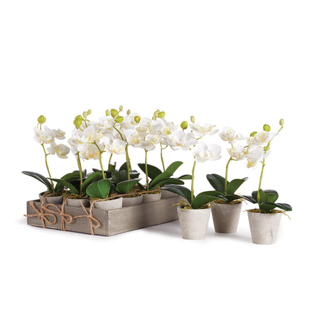 Napa White MINI PHALAENOPSIS 9" POTTED, Set of 12