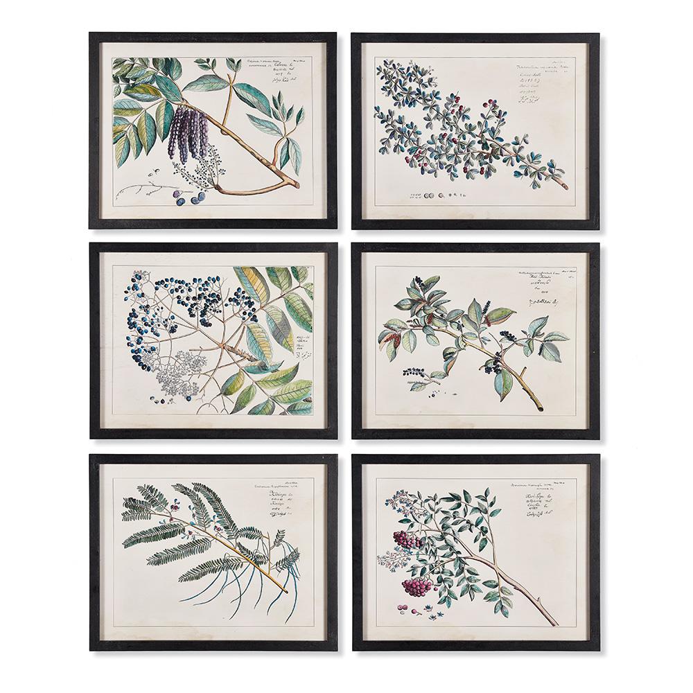 Napa Includes frames BERRY BRANCH BOTANICAL STUDY, SET OF 6