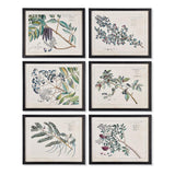 Napa Includes frames BERRY BRANCH BOTANICAL STUDY, SET OF 6