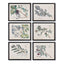 Napa Includes frames BERRY BRANCH BOTANICAL STUDY, SET OF 6