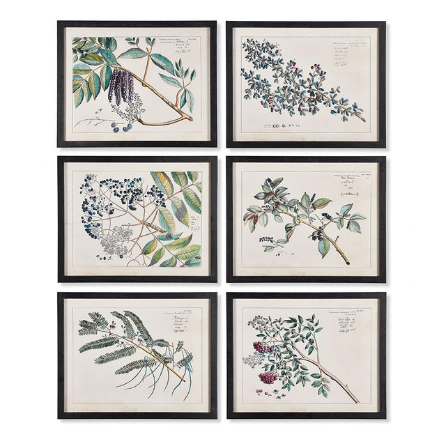 Napa Includes frames BERRY BRANCH BOTANICAL STUDY, SET OF 6