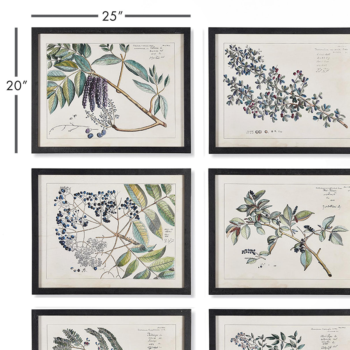 Napa Includes frames BERRY BRANCH BOTANICAL STUDY, SET OF 6