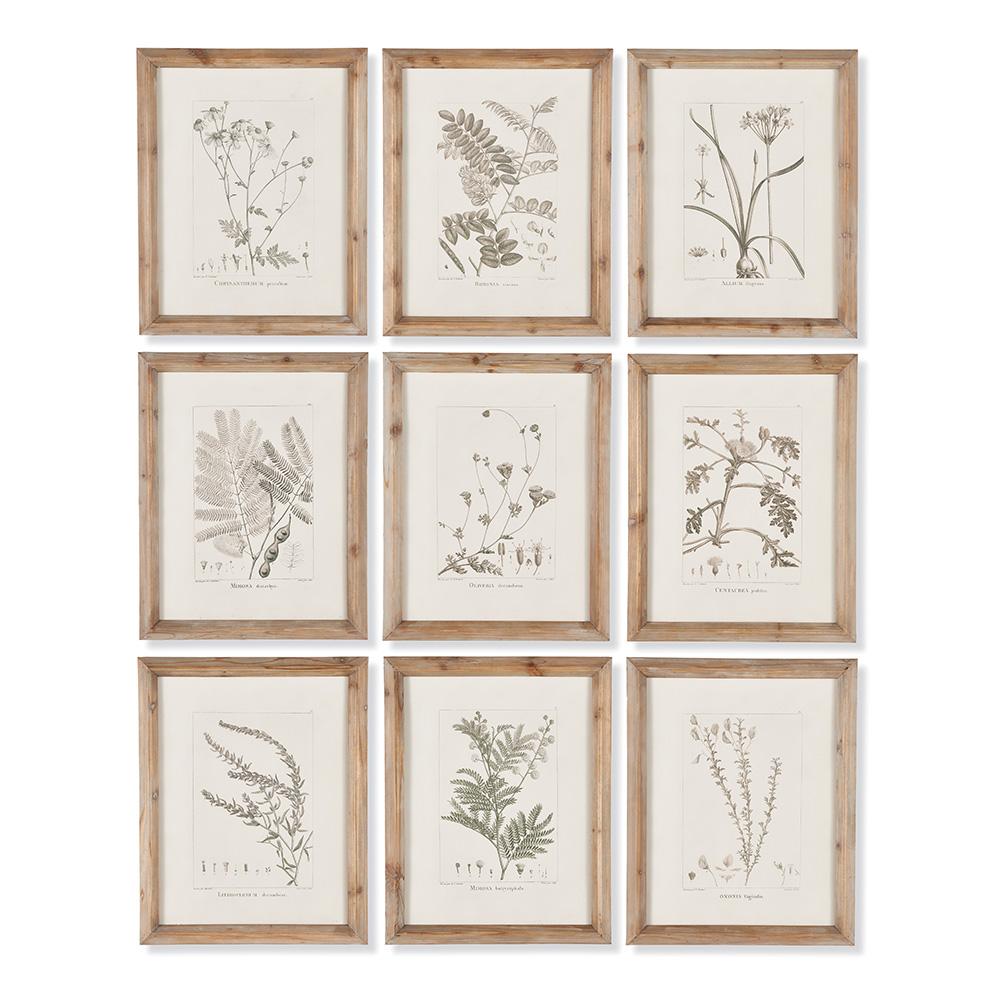 Napa Includes frames BOTANICAL ILLUSTRATIONS, SET OF 9