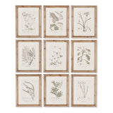 Napa Includes frames BOTANICAL ILLUSTRATIONS, SET OF 9