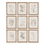 Napa Includes frames BOTANICAL ILLUSTRATIONS, SET OF 9