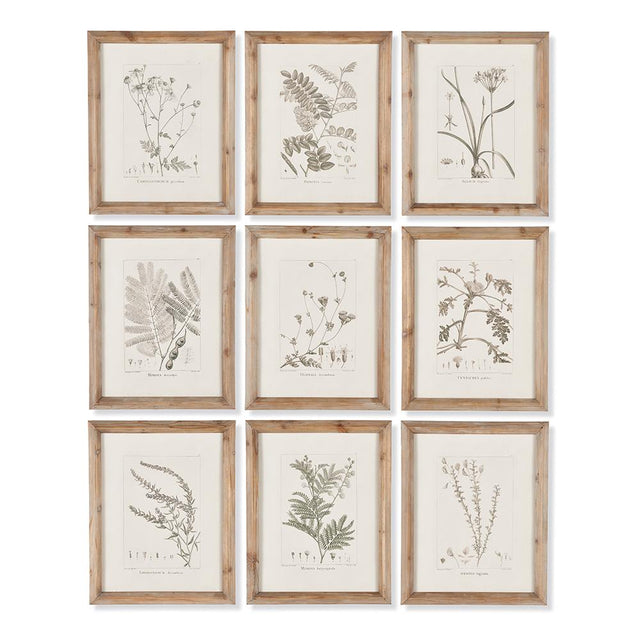 Napa Includes frames BOTANICAL ILLUSTRATIONS, SET OF 9