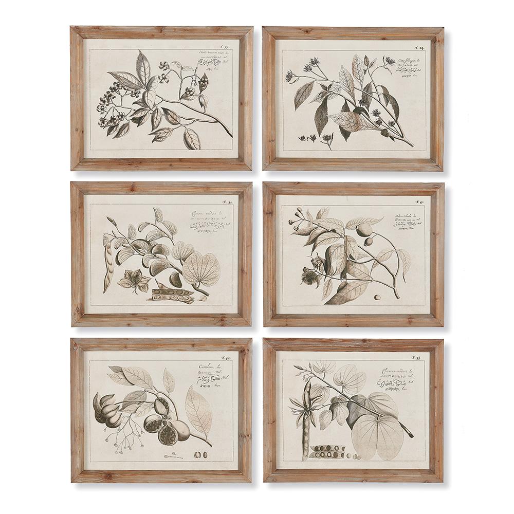 Napa Includes frames FRUIT BEARING BRANCH ILLUSTRATIONS, SET OF 6
