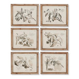 Napa Includes frames FRUIT BEARING BRANCH ILLUSTRATIONS, SET OF 6