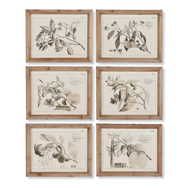 Napa Includes frames FRUIT BEARING BRANCH ILLUSTRATIONS, SET OF 6