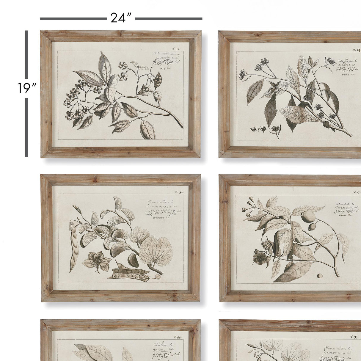 Napa Includes frames FRUIT BEARING BRANCH ILLUSTRATIONS, SET OF 6