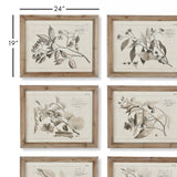 Napa Includes frames FRUIT BEARING BRANCH ILLUSTRATIONS, SET OF 6