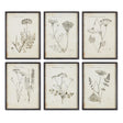 Napa  WILDFLOWER STUDY, SET OF 6