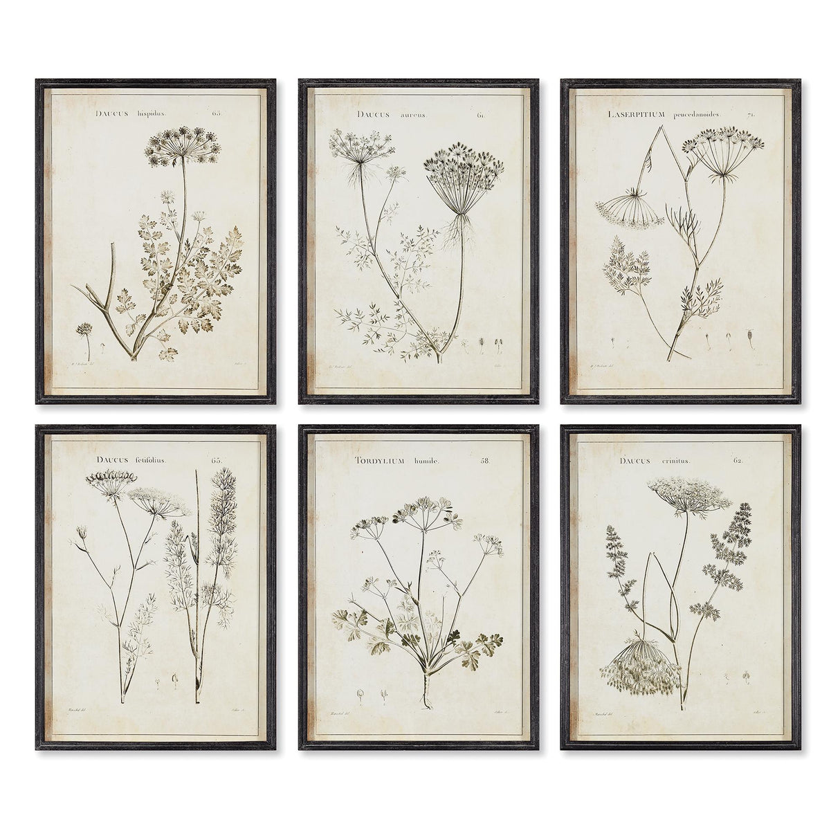 Napa  WILDFLOWER STUDY, SET OF 6