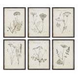 Napa  WILDFLOWER STUDY, SET OF 6