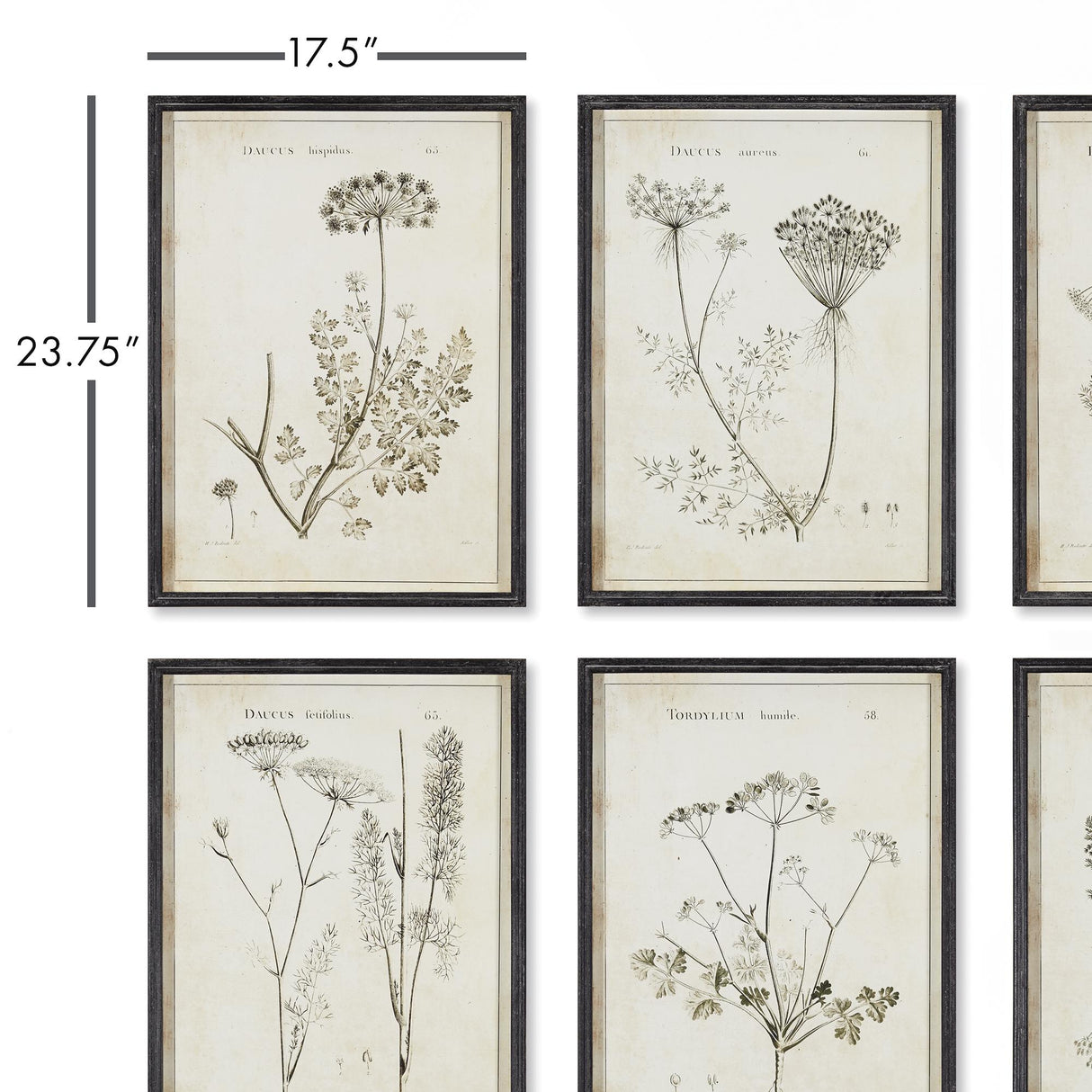 Napa  WILDFLOWER STUDY, SET OF 6