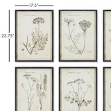 Napa  WILDFLOWER STUDY, SET OF 6