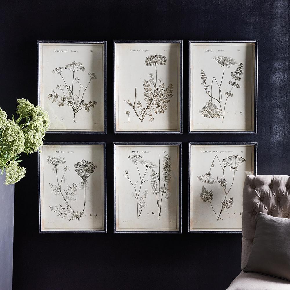 Napa  WILDFLOWER STUDY, SET OF 6