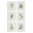 Napa  FLOWER STUDY PRINTS, SET OF 6