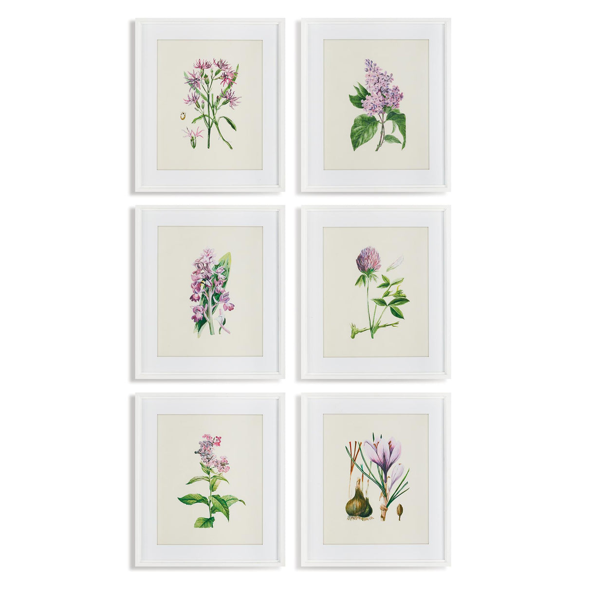 Napa  FLOWER STUDY PRINTS, SET OF 6
