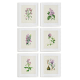 Napa  FLOWER STUDY PRINTS, SET OF 6
