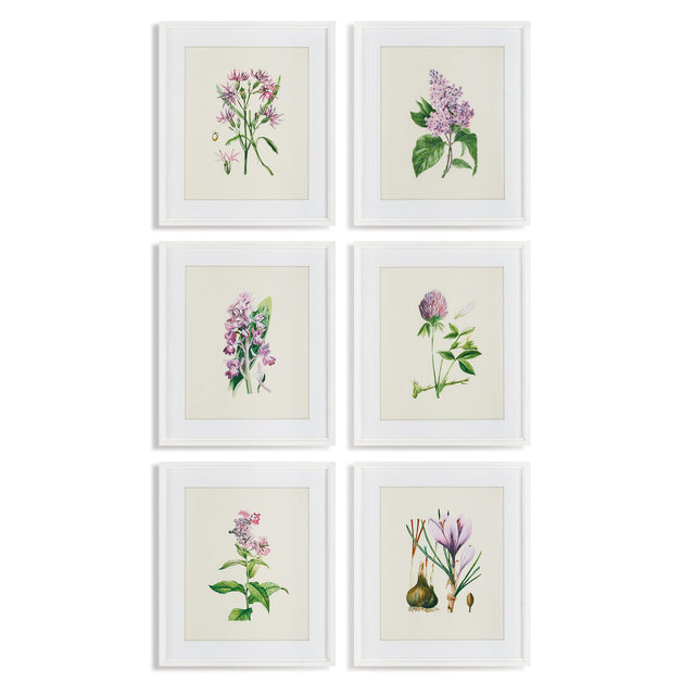 Napa  FLOWER STUDY PRINTS, SET OF 6