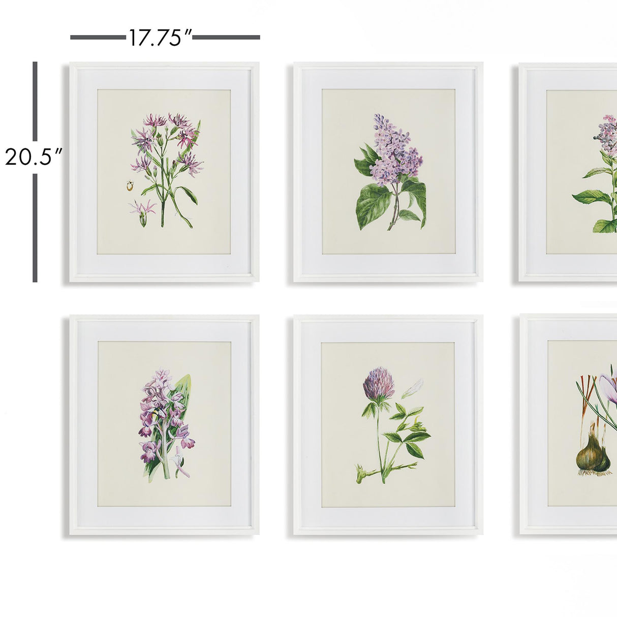 Napa  FLOWER STUDY PRINTS, SET OF 6